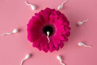 flat lay spermatozoa pink flower 23 2149214342 - Dalilk